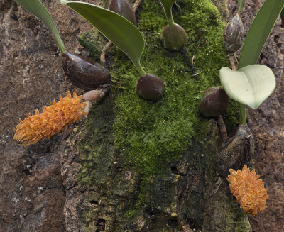 Bulbophyllum orientale op kurk met tropisch mos