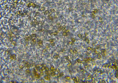 Zomervaalhoed, Hebeloma aestivale sporen 15 X 9 µm