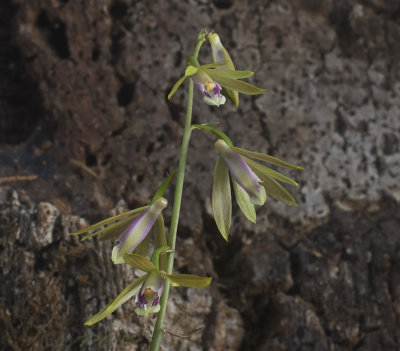 Ania  angustifolia ,former Tainia