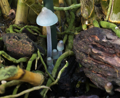 Mycena amicta, donzige Mycena op dennenschors in een pot met een orchidee