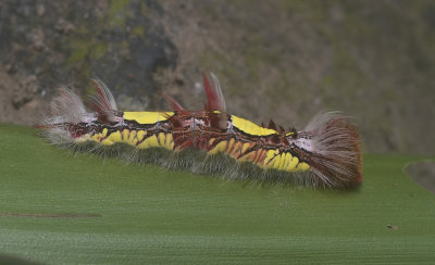 Caterpillar Morpho
