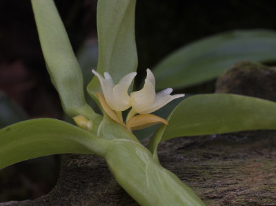 Gallery Eria orchids