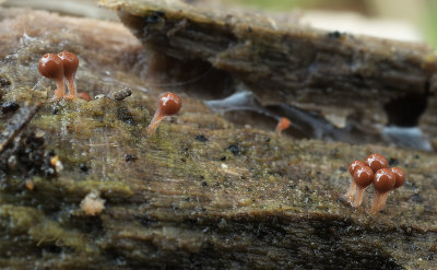 Arcyria ferruginea, steeltjes worden roder bij veroudering