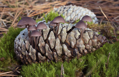 Mycena seynesii, zeedenmycena