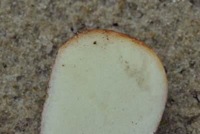 Geelroze vezeltruffelzwam doorsnede, Rhizopogon luteorubescens