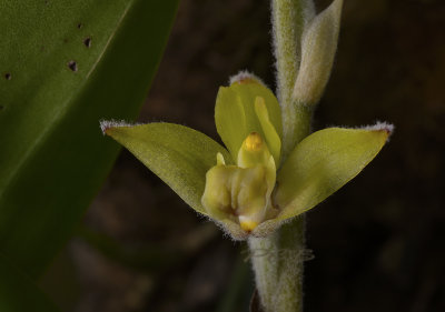 Eria lasiopetala, section Dendrolirium, flower 3 cm across
