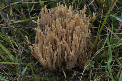 Ramaria ammophila, helmkoraalzwam oud exemplaar