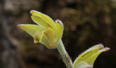Eria lasiopetala,  section Dendrolirium