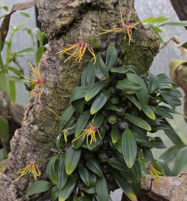 Bulbophyllum nippondii yellow