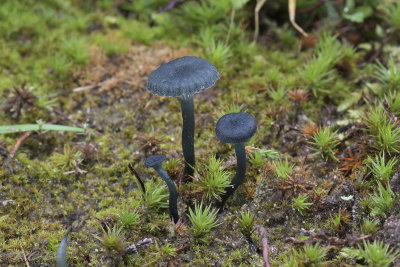 Blauwgroen trechtertje