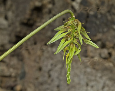 Bulbophyllum sanitii, section Tripudianthes