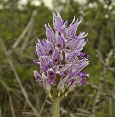 Aapjesorchis Orchis simia