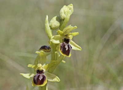 Kleine spinnenorchis Ophrys sphegodes subsp araneola