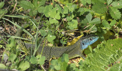 Lacerta trilineata