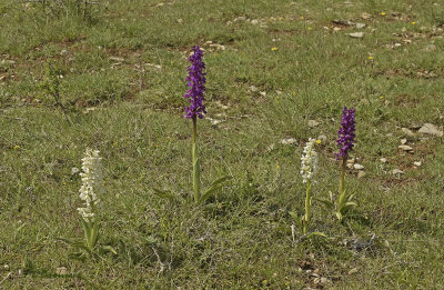 Mannetjesorchis Orchis mascula