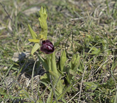 Ophris sphegodes subsp araneola