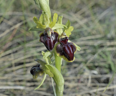 Ophris sphegodes subsp araneola 