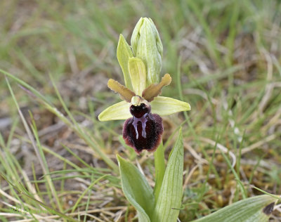 Ophrys atrata
