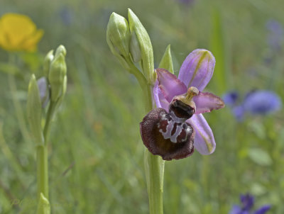 Ophrys aveyronensis 