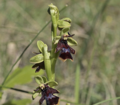 Ophrys aymoninii dark variety 