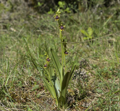 Ophrys aymoninii plant