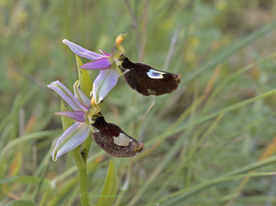 Ophrys bertolonii subsp aurelia 