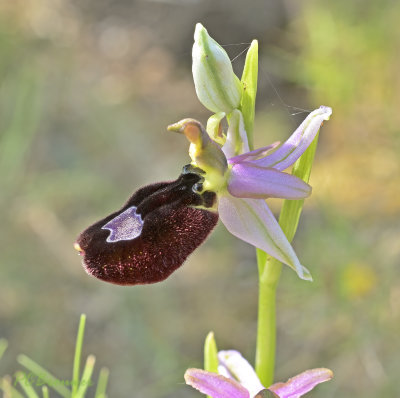 Ophrys bertolonii subsp saratoi