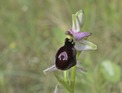 Ophrys bertolonii subsp magniflora 