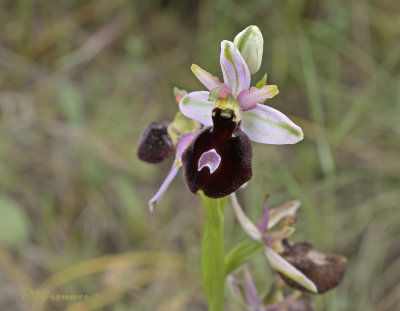 Ophrys bertolonii subsp magniflora