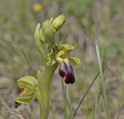 Ophrys fusca subsp. sulcata