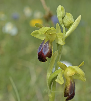 Ophrys fusca subsp. sulcata 