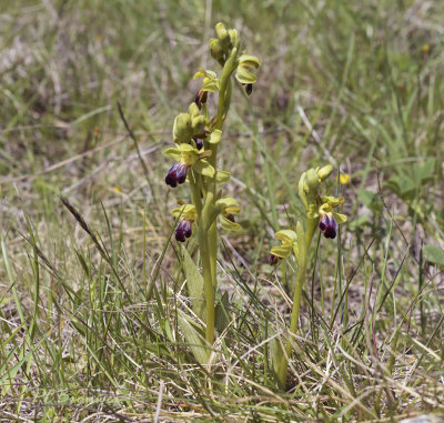 Ophrys fusca subsp. sulcata