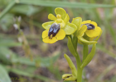 Ophrys lutea 