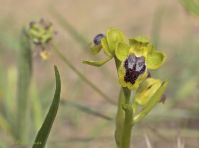 Ophrys lutea subsp sicula