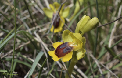 Ophrys lutea