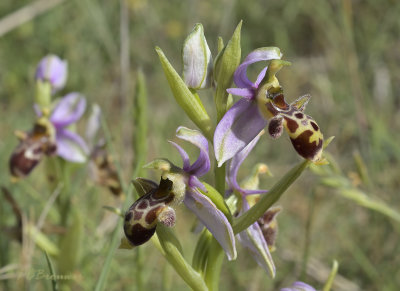 Ophrys scolopax ssp picta