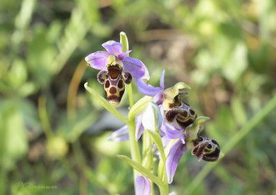 Ophrys scolopax ssp scolopax