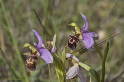 Ophrys scolopax