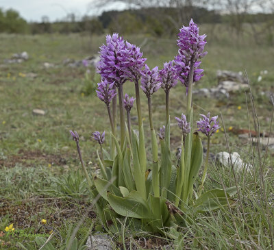 Orchis simia aapjes orchis