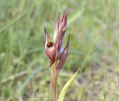 Serapias occidentalis