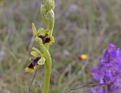 Ophrys subinsectifera syn. Ophrys aymoninii