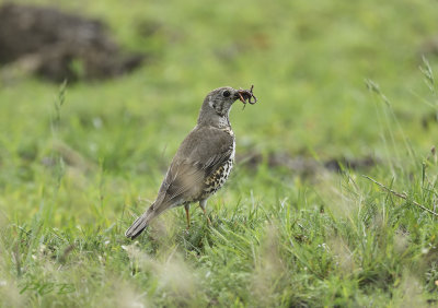 Grote lijster, Turdus viscivorus