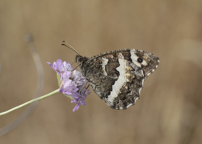 Witbandzandoogje