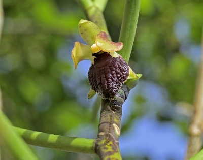 Luisia thailandica, flower 25 mm