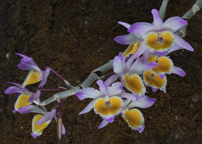 Dendrobium gratiotissimum