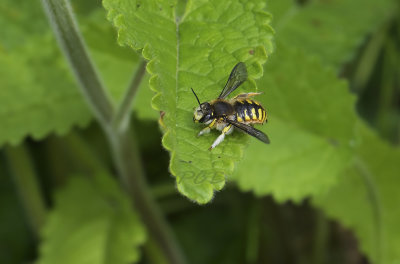 Grote wolbij, mannetje