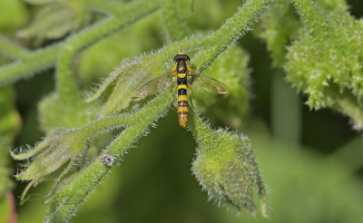 Groot Langlijfje, mannetje, Sphaerophoria scripta