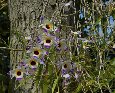 Dendrobium falconeri