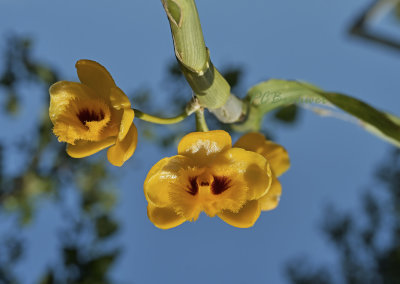 Dendrobium Chrysanthum from Nepal, 4 cm across