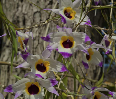 Dendrobium falconeri 